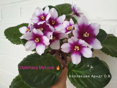 Лот: 15131353. Фото: 1. Фиалка Optimara MyLove, лист. Горшечные растения и комнатные цветы