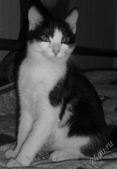 Лот: 1962832. Фото: 1. Котенок девочка бесплатно!). Кошки, котята
