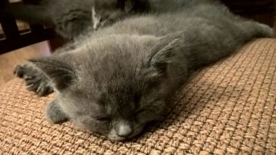 Лот: 6862371. Фото: 1. Продам котика британца. Кошки, котята
