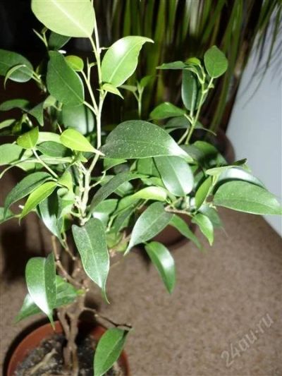 Лот: 1713052. Фото: 1. Фикус Наташа. Горшечные растения и комнатные цветы