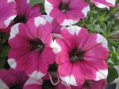 Лот: 5264237. Фото: 1. петуния Peppy purple. Другое (семена, рассада, садовые растения)