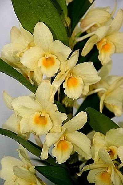 Лот: 14297195. Фото: 1. Орхидея Дендробиум Нобиле Yellow... Свежие цветы