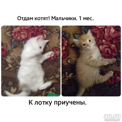 Лот: 8714569. Фото: 1. Котята 1 мес. Кошки, котята