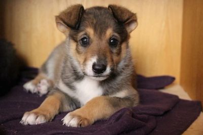 Лот: 3227280. Фото: 1. Собака лидер!. Собаки, щенки