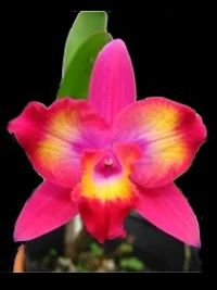 Лот: 8290263. Фото: 1. Орхидея каттлея (Slc.'Hawaiian-Splash-Lea... Горшечные растения и комнатные цветы