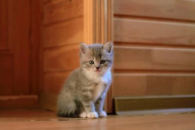 Лот: 4513451. Фото: 1. Продам британского котёнка (мальчик... Кошки, котята