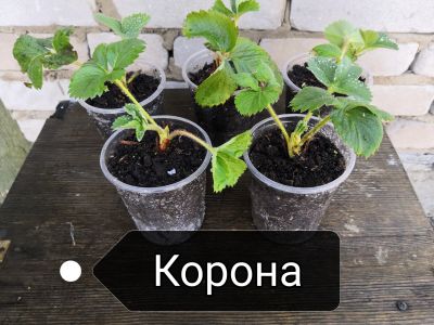 Лот: 13654434. Фото: 1. Рассада клубники (Cадовая земляника... Ягоды