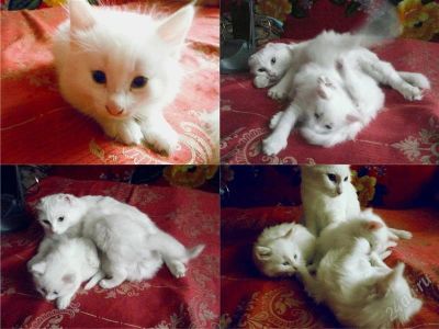 Лот: 1393611. Фото: 1. Котёнок ангора_В наличии 2 штуки... Кошки, котята