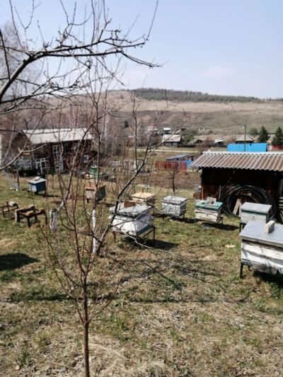 Лот: 20290624. Фото: 1. Пасека. Пчеловодство