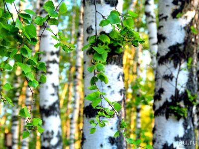 Лот: 15859632. Фото: 1. Берёзовый сок. Напитки