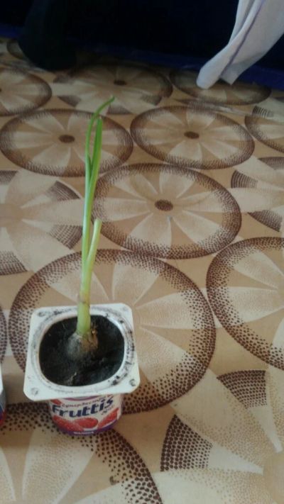 Лот: 15572454. Фото: 1. растение лук индийский лекарственный... Горшечные растения и комнатные цветы