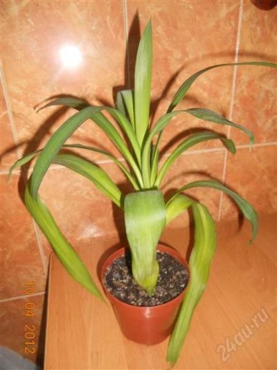 Лот: 1724213. Фото: 1. Юкка. Горшечные растения и комнатные цветы