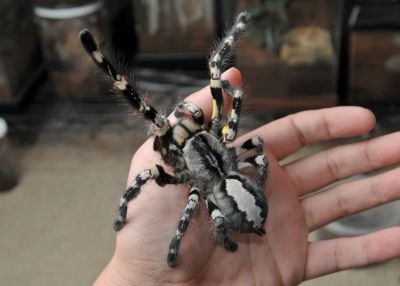 Лот: 3252392. Фото: 1. Паук птицеед Poecilotheria regalis... Остальные животные