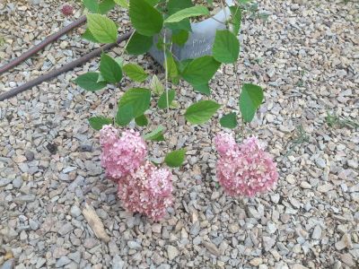 Лот: 10083582. Фото: 1. Гортензия древовидная Pink Annabel... Декоративные кустарники и деревья