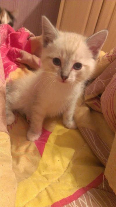 Лот: 4976170. Фото: 1. Сиамский котенок -отдам. Кошки, котята