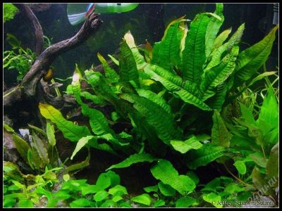Лот: 1525473. Фото: 1. папоротник тайландский. Водные растения