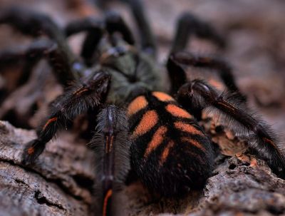 Лот: 10836771. Фото: 1. Паук птицеед Psalmopoeus irminia... Остальные животные