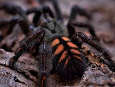 Лот: 6776208. Фото: 1. Паук птицеед Psalmopoeus irminia... Остальные животные