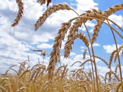Лот: 3286454. Фото: 1. ячмень на фураж. Крупы, сыпучие продукты