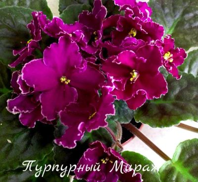 Лот: 5208540. Фото: 1. Фиалка сортовая Пурпурный Мираж... Горшечные растения и комнатные цветы