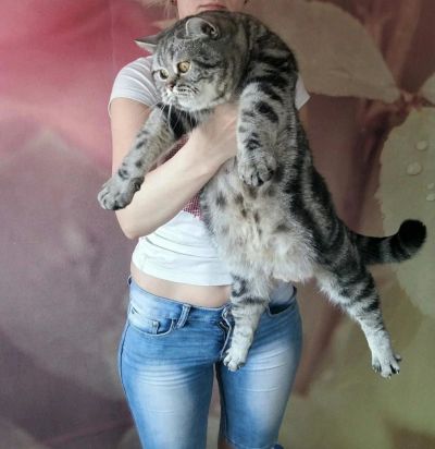 Лот: 9982286. Фото: 1. Британцы тяжеловесы мальчик черный... Кошки, котята