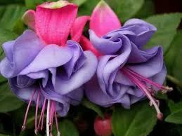 Лот: 10511524. Фото: 1. Фуксия Лилак Люстра (Lilac Lustre... Горшечные растения и комнатные цветы
