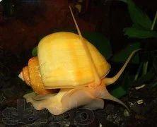 Лот: 4318061. Фото: 1. Ампулярия (улитка). Моллюски, ракообразные, кораллы