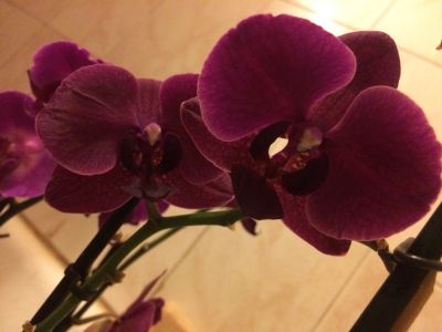 Лот: 12366423. Фото: 1. Орхидея Фалинопсис Diamond King. Горшечные растения и комнатные цветы
