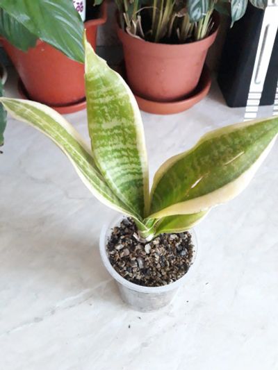 Лот: 19451407. Фото: 1. Сансевиерия Футура Суперба (Sansevieria... Горшечные растения и комнатные цветы
