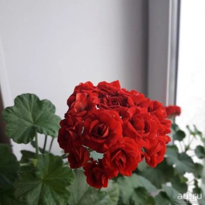Лот: 16261119. Фото: 1. Розебудная пеларгония. Горшечные растения и комнатные цветы