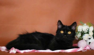 Лот: 9079605. Фото: 1. Ласковая кошка в хорошие руки. Кошки, котята