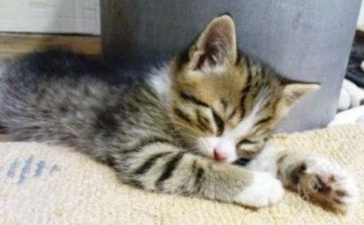 Лот: 767521. Фото: 1. отдам котенков в хорошие руки. Кошки, котята