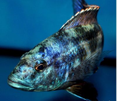 Лот: 16202673. Фото: 1. Хаплохромис полистигма (Haplochromis... Рыбки