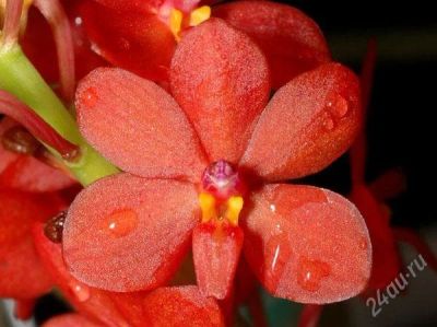 Лот: 1166880. Фото: 1. Орхидея Ascocentrum curvifolium. Горшечные растения и комнатные цветы