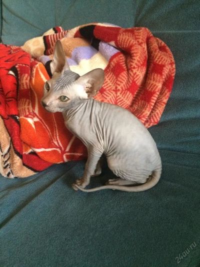 Лот: 5668893. Фото: 1. Котенок. Донской сфинкс. Кошки, котята