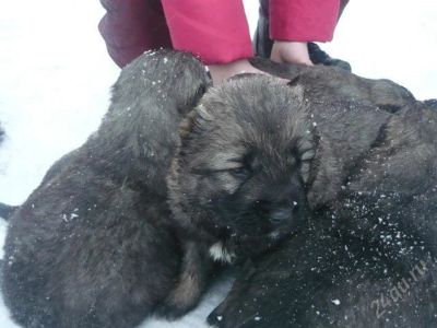 Лот: 1365322. Фото: 1. Щенки "Кавказской овчарки. Собаки, щенки