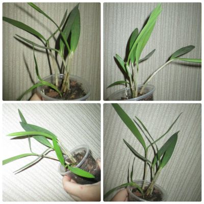 Лот: 7673715. Фото: 1. Орхидея дендробиум - фаленопсис. Горшечные растения и комнатные цветы