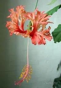 Лот: 1275959. Фото: 1. Гибискус Hibiscus shizopetalus. Горшечные растения и комнатные цветы