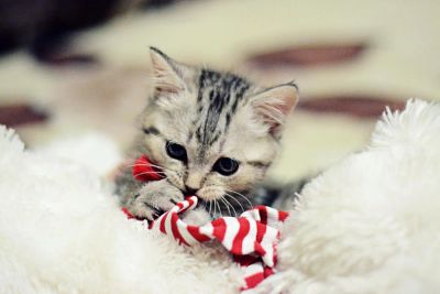 Лот: 6924289. Фото: 1. Шотландская кошечка. Кошки, котята