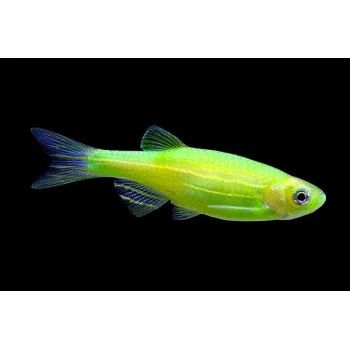 Лот: 13277282. Фото: 1. Рыбка-Данио "GloFish" салатовый... Рыбки