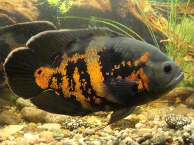 Лот: 8019224. Фото: 1. Астронотус тигровый (Astronotus... Рыбки