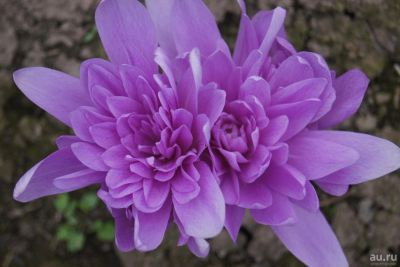Лот: 10108752. Фото: 1. Безвременник "Colchicum" (Фиолетовый... Садовые цветы