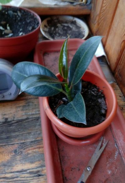 Лот: 11837437. Фото: 1. Ficus каучуконосный 2 фикус. Горшечные растения и комнатные цветы