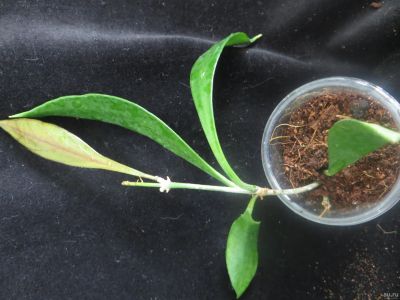 Лот: 13591609. Фото: 1. Хойя Hoya sp. (PNG SV-443)/. Горшечные растения и комнатные цветы