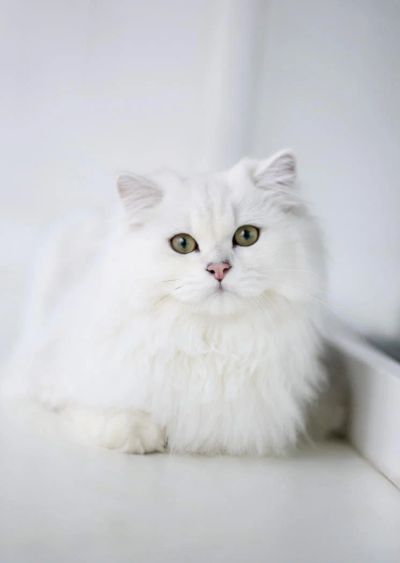 Лот: 10626100. Фото: 1. Британский длинношёрстный кот... Кошки, котята