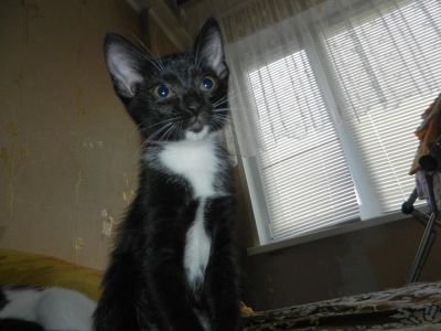 Лот: 6143622. Фото: 1. Самый замечательный котенок. Кошки, котята