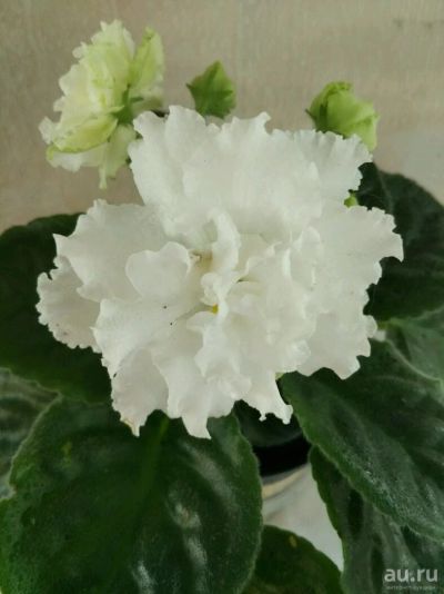 Лот: 11473891. Фото: 1. Сенполия ЕК-Белая Королева ( цветущая... Горшечные растения и комнатные цветы