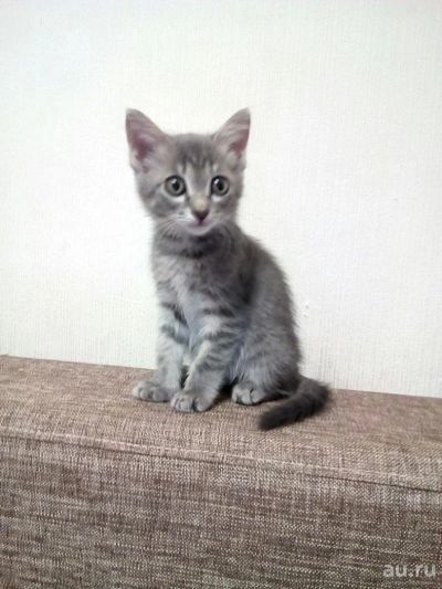 Лот: 8164133. Фото: 1. Пристраивается очаровательная... Кошки, котята