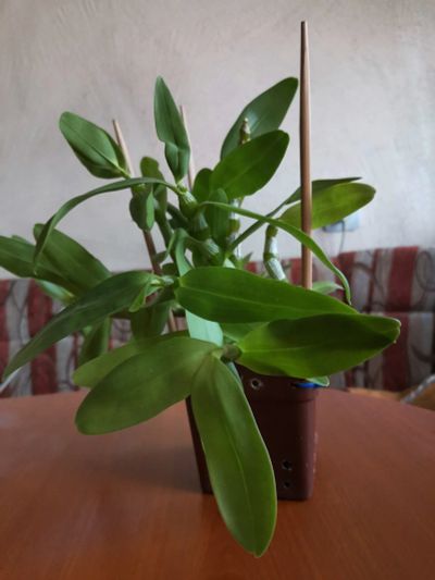 Лот: 16023220. Фото: 1. Орхидея Дендробиум. Горшечные растения и комнатные цветы