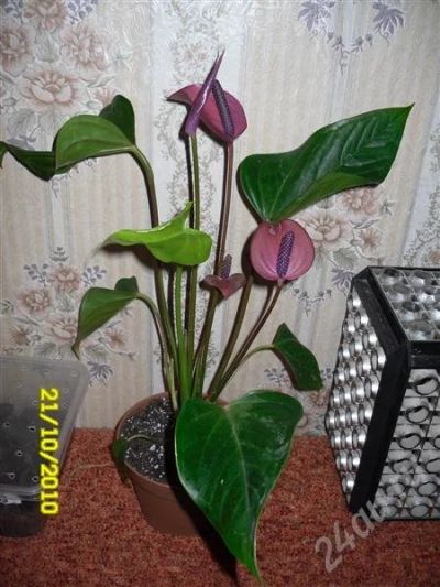 Лот: 632092. Фото: 1. антуриум Sensa. Горшечные растения и комнатные цветы